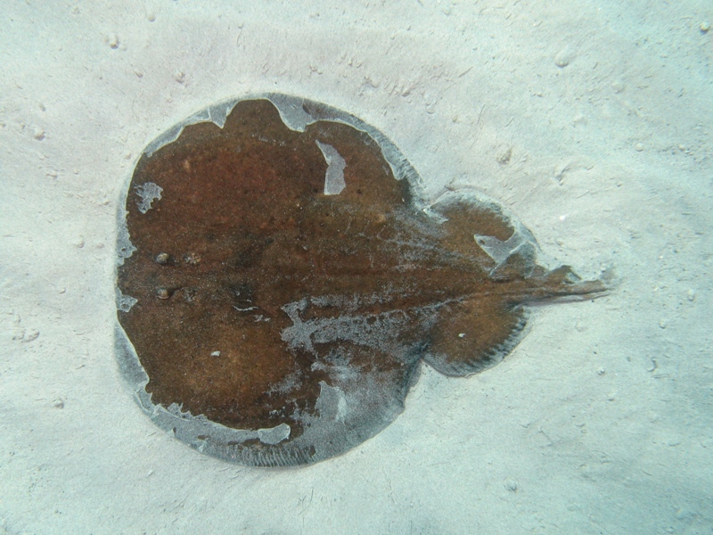 Orme sulla sabbia 1... (Torpedo marmorata)
